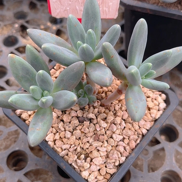 戴蒙德649多肉植物