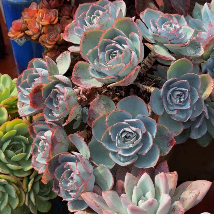 我***老桩精品肉肉达芬奇