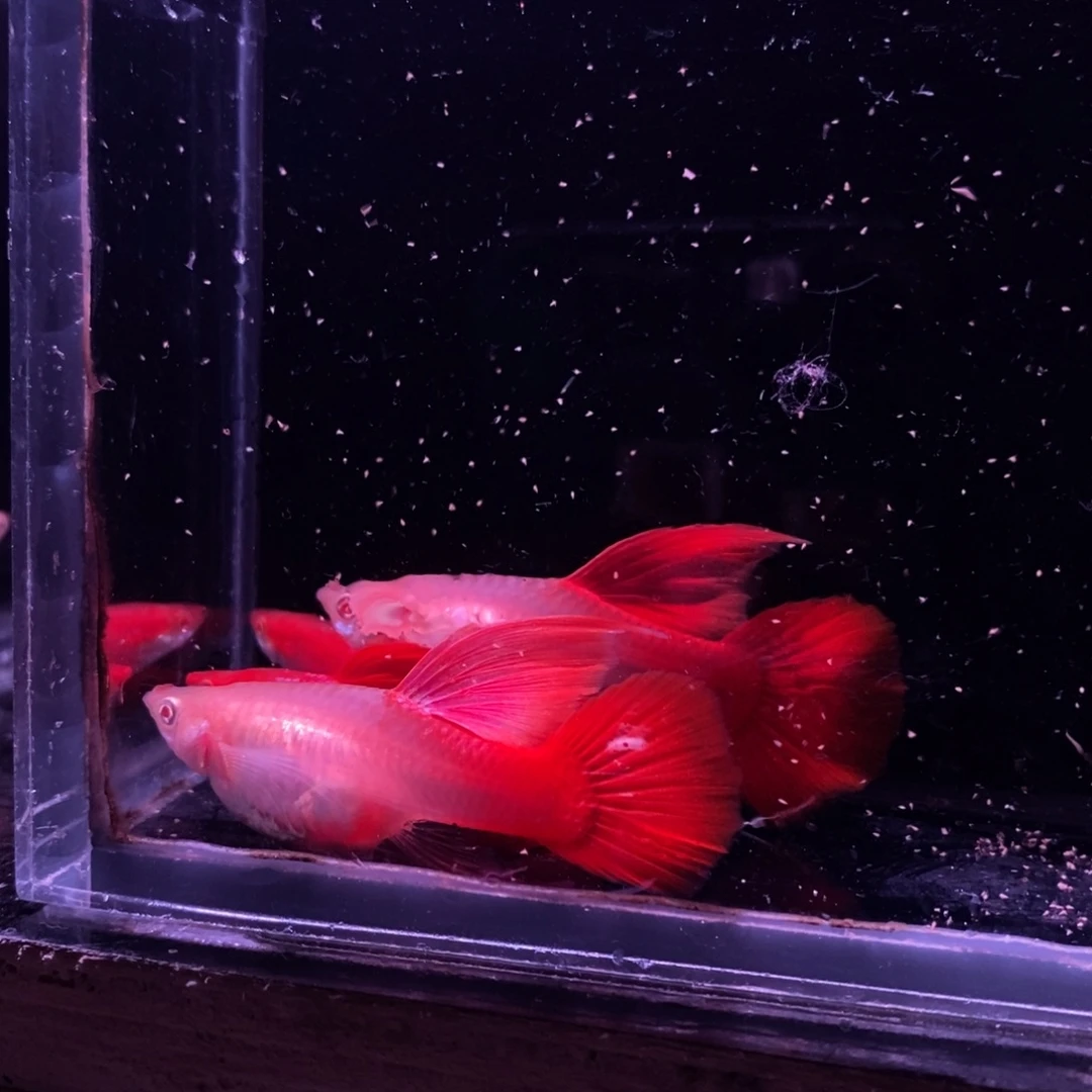 巷***王孔雀鱼血红大c两对