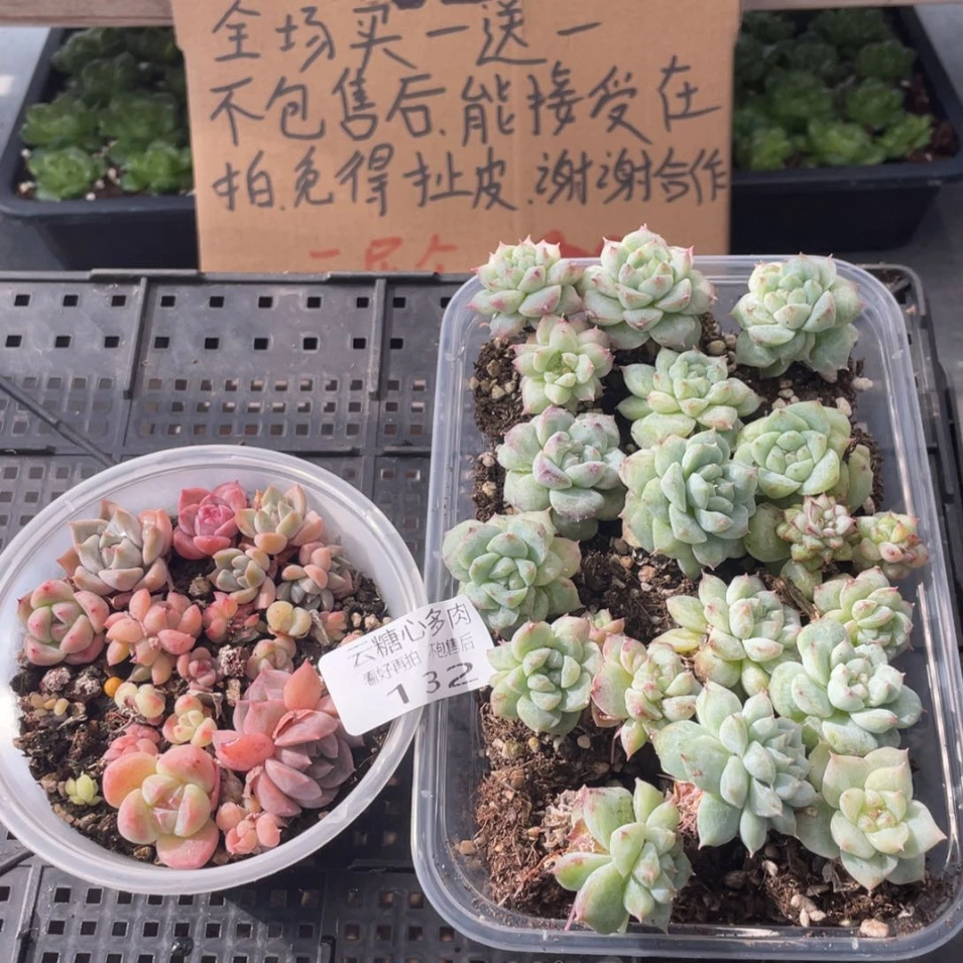 云糖心多肉植物132