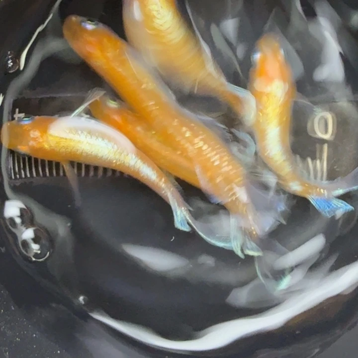 青鳉鱼红白赤壁7号