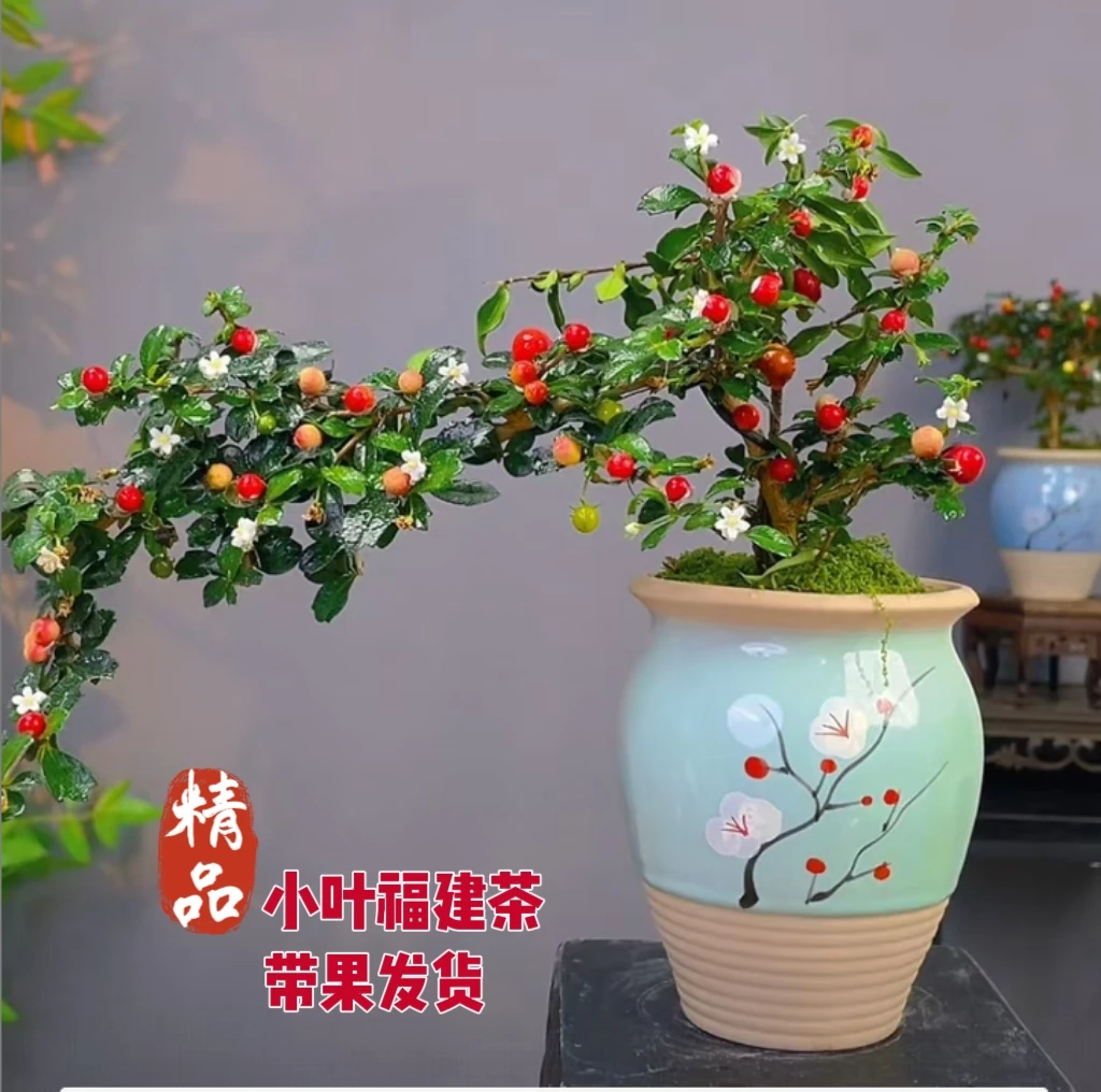 飘枝福建茶【带花果】精品陶瓷盆办公桌室内室外盆栽绿植好养绿植