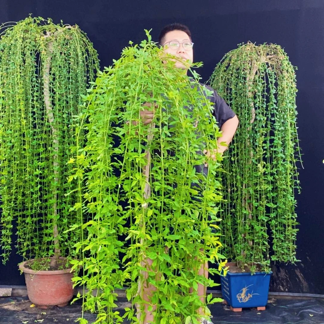 探春花，一物一拍，