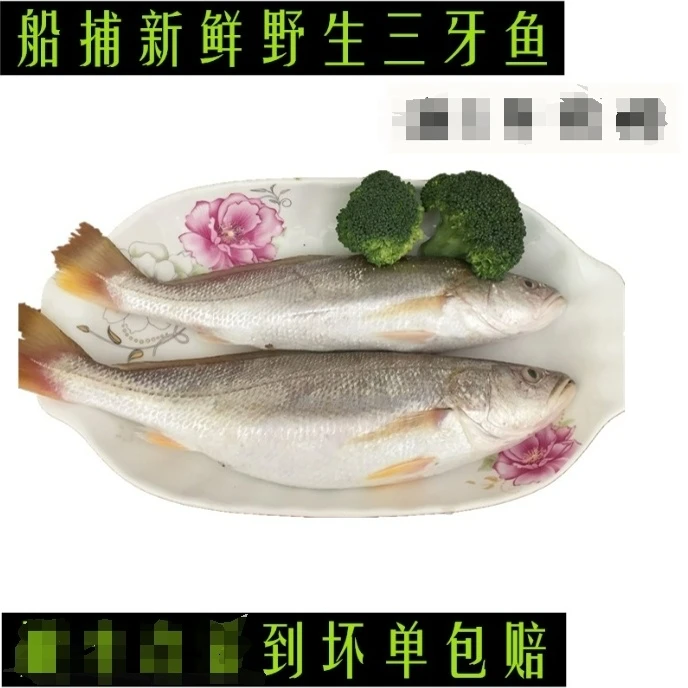 三牙鱼 深海野生 自家渔船新鲜发E鱼