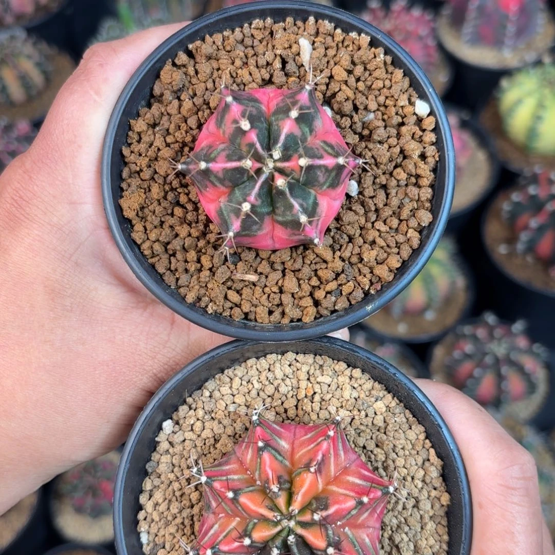 往***烟泰系米哈仙人球系列组合新花友福利