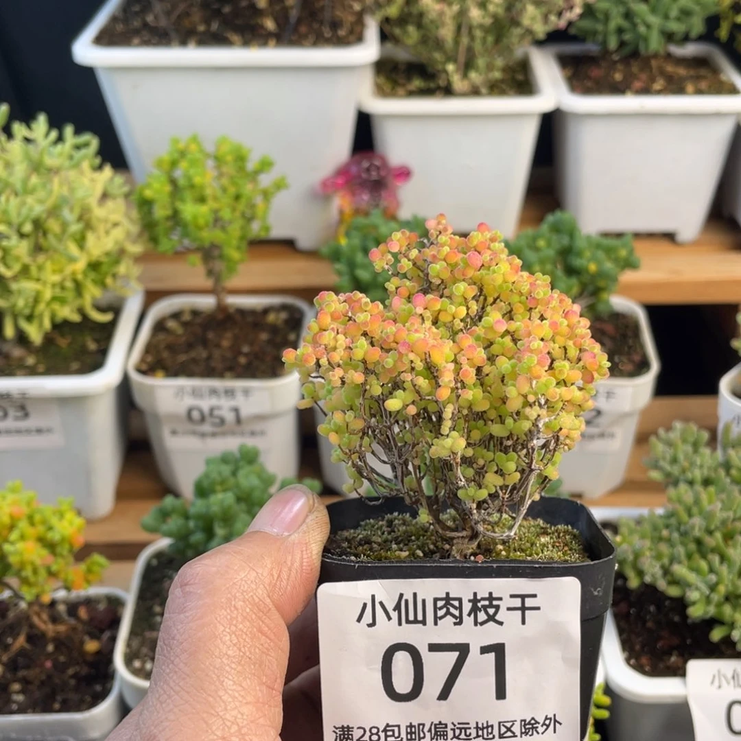 071枝干番杏精控彩蜜橘