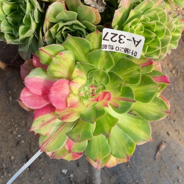 327知否嫁接多肉123456789