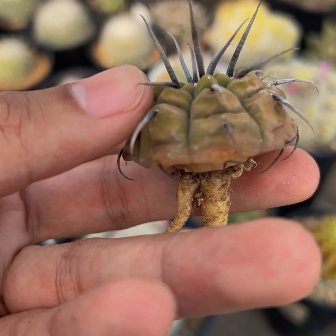 一本刺翘刺多肉植物实生根