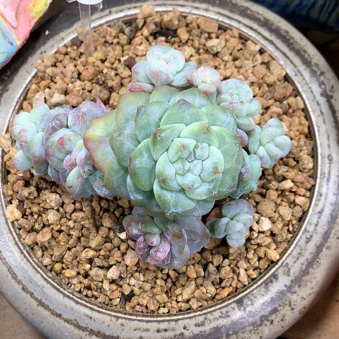 冰玉石化冰玉石化冰玉