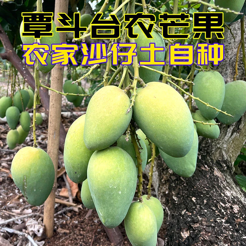 广东雷州正宗覃斗芒果台农小芒现摘现发香甜应季新鲜大果便宜批发