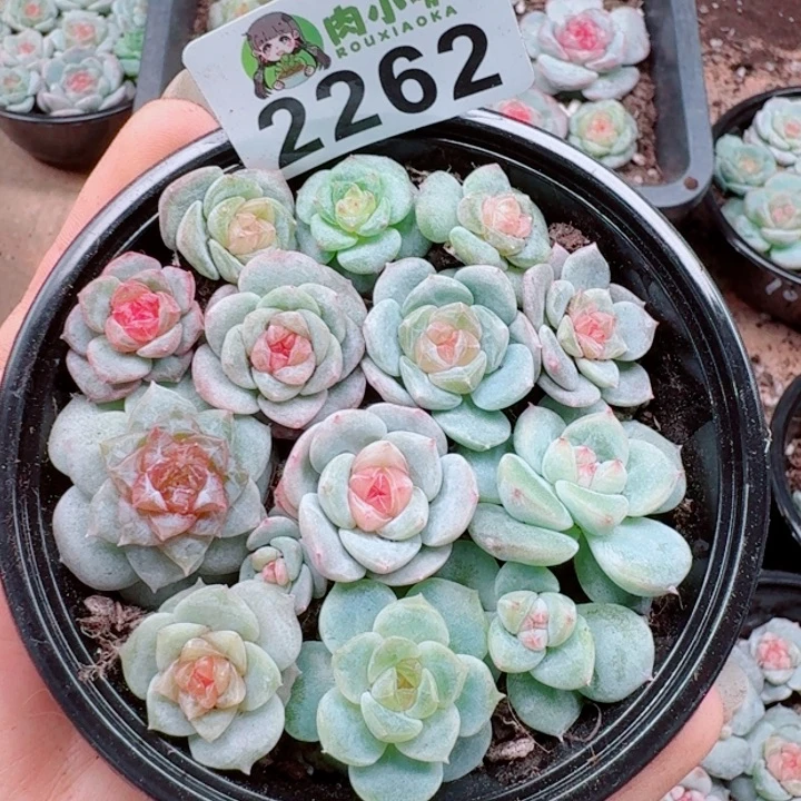 多肉植物多肉植物