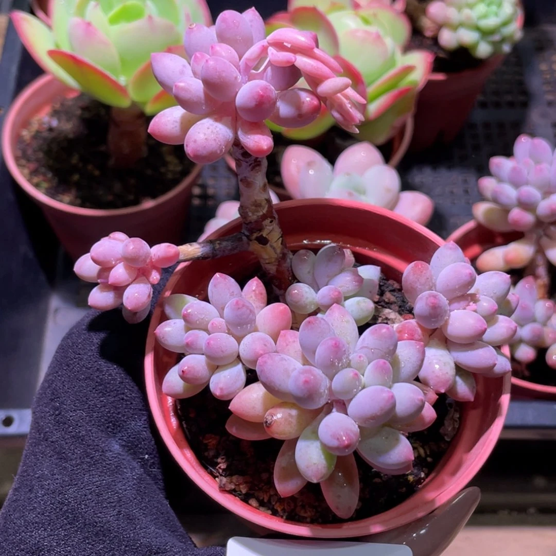 花利美27-424婴儿手指