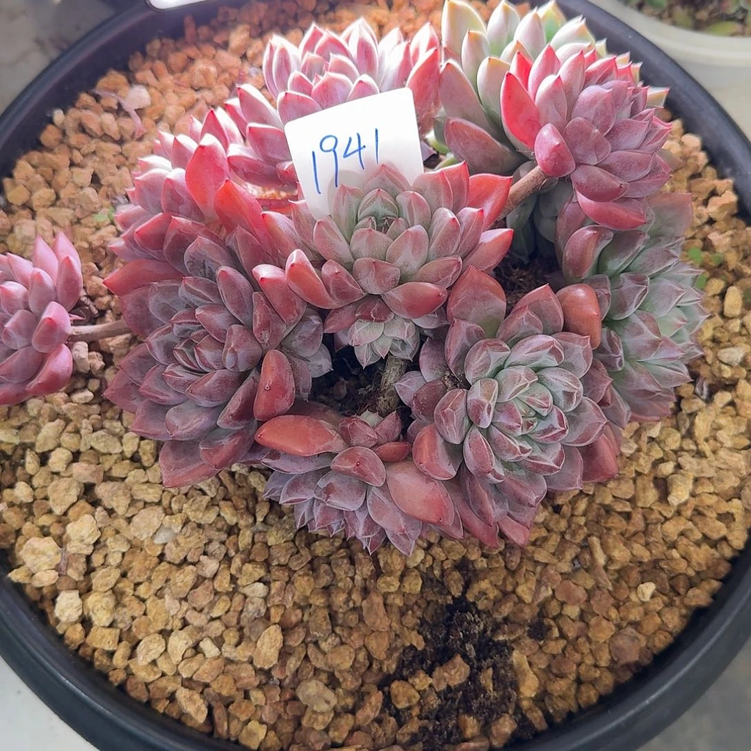1941雪花系杂交多肉植物