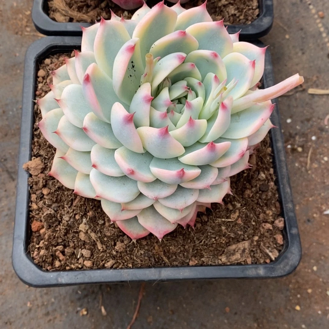 兜****）吉娃娃锦多肉植物