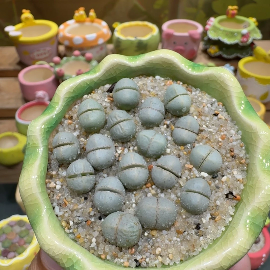 蘑菇1091魔玉彩拼多肉植物