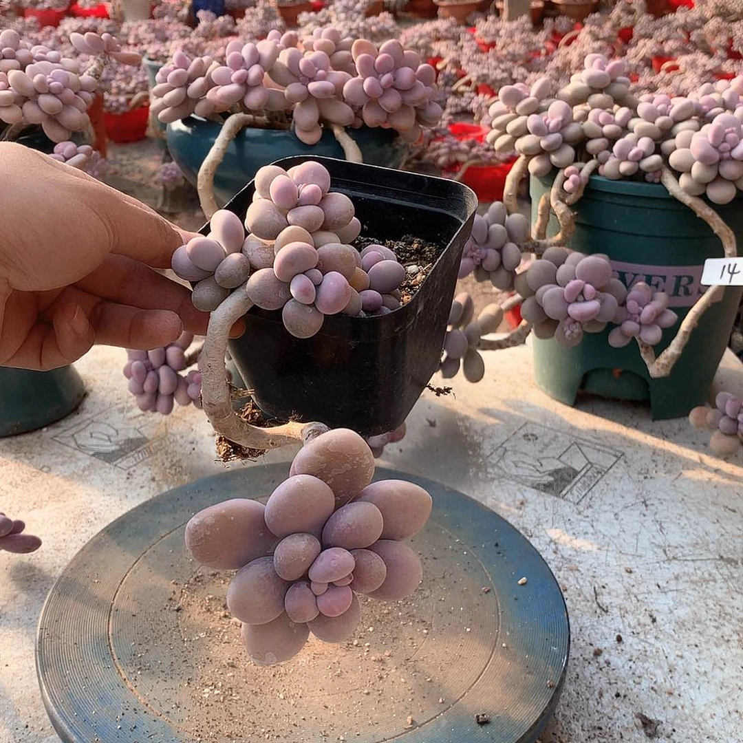 34一物一拍桃蛋老桩