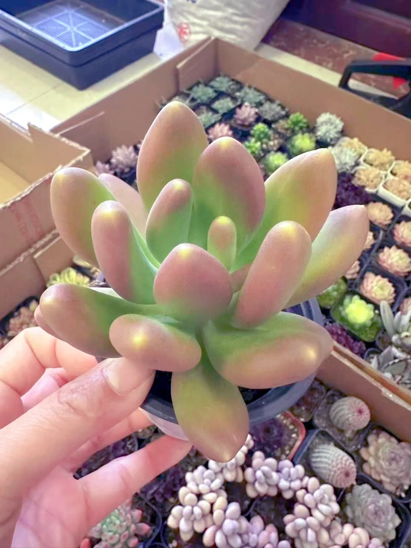 精控带杆芒果奶 多肉植物