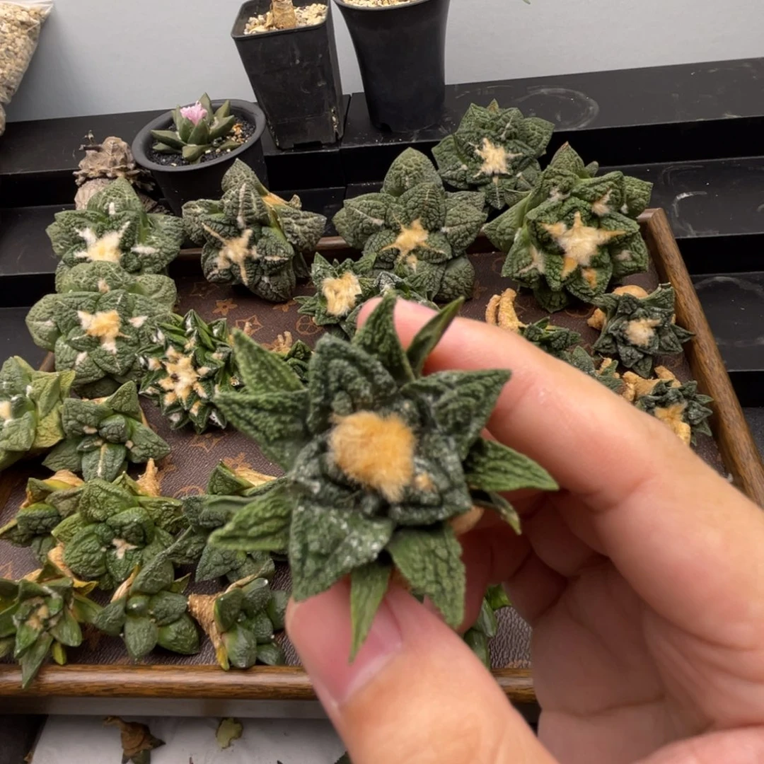 辛顿牡丹一一一一