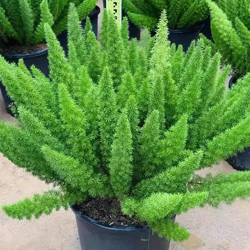 狐尾天门冬盆栽植物庭院花园柜台绿植四季常绿除甲醛观叶花镜花苗