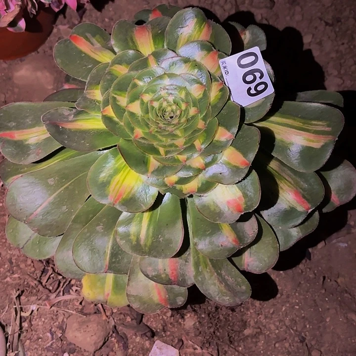 069暴君多肉植物不售后