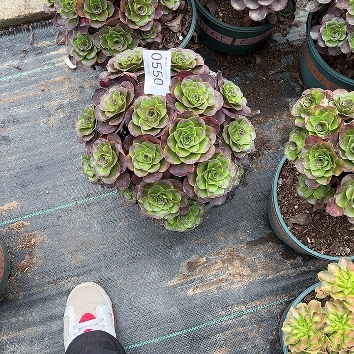 0550魅金玫瑰多肉植物