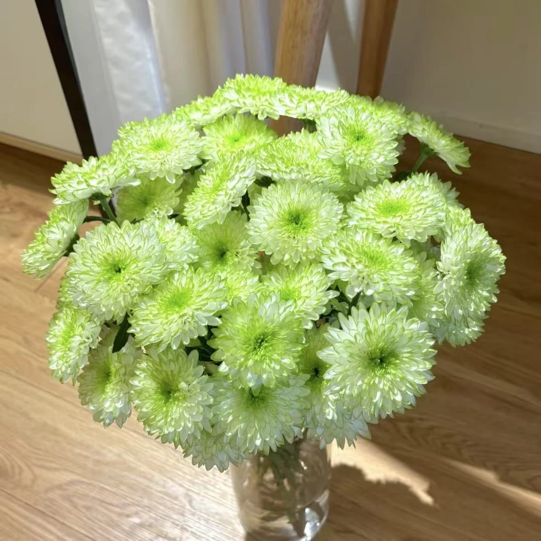 10枝绿天赞小雏菊【两单顺丰冷链或京东快递】云南鲜花