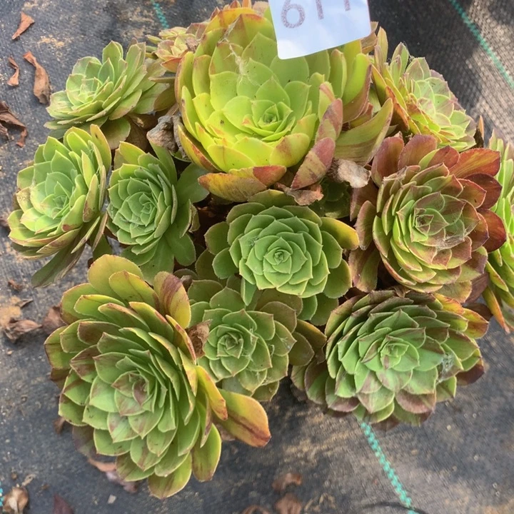 611花月夜多多肉植物