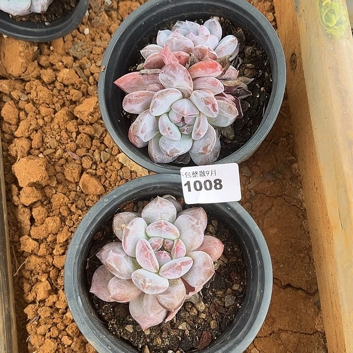 阿雅园艺。       1008星影