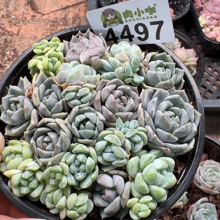 完全开放多肉植物多肉植物