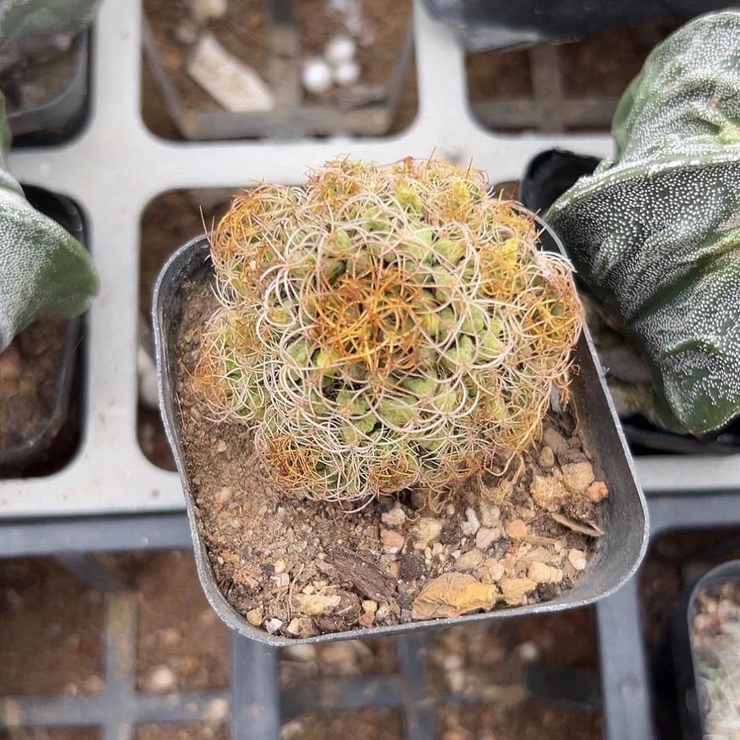 多肉植物卷刺琴师