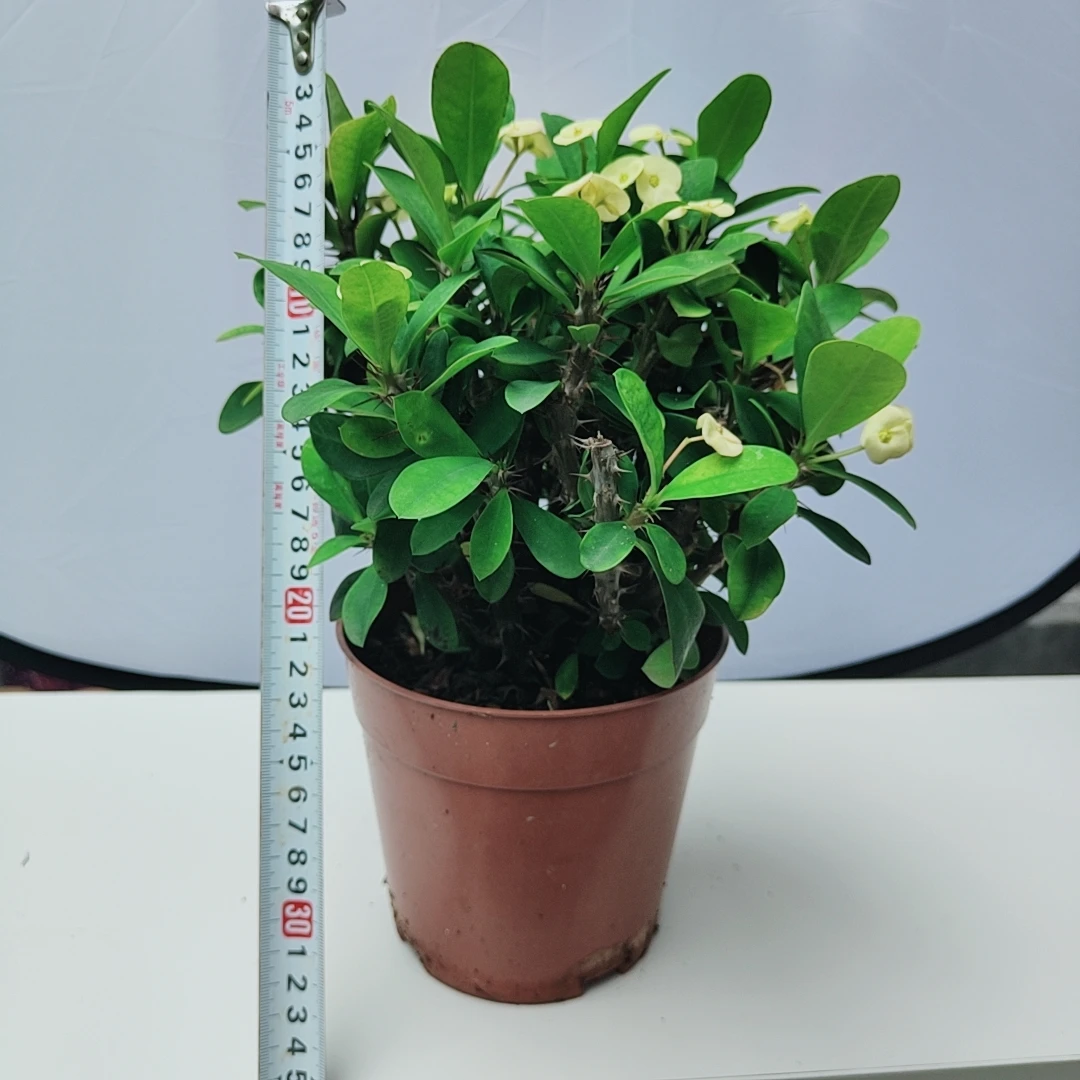 2中国虎刺梅黄花帝尼中花中叶开花勤花量大喜半阴养见干见湿浇水