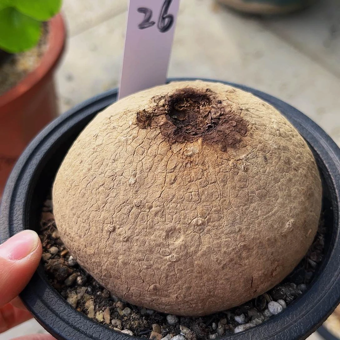 素可泰9.3公分，潮流植物