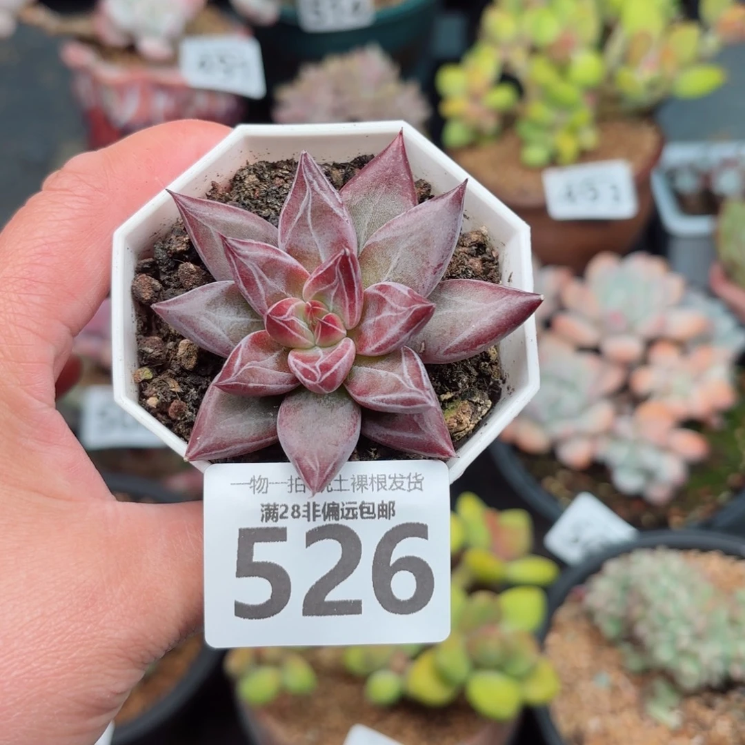 墨韵单头无盆土发货