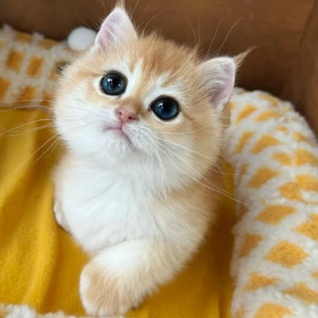 全品类猫咪含金吉拉金渐层蓝金缅因等宠物猫活体