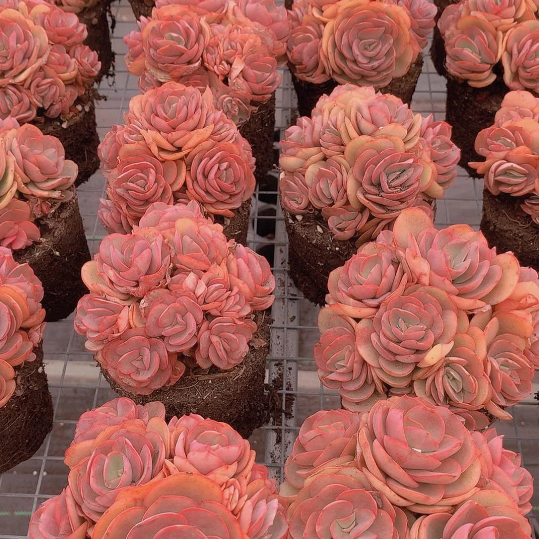 秀妍手捧2346889900000