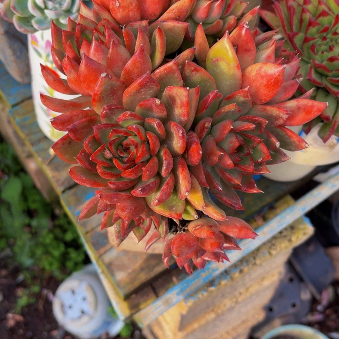 沉***金老桩精品肉肉红酒