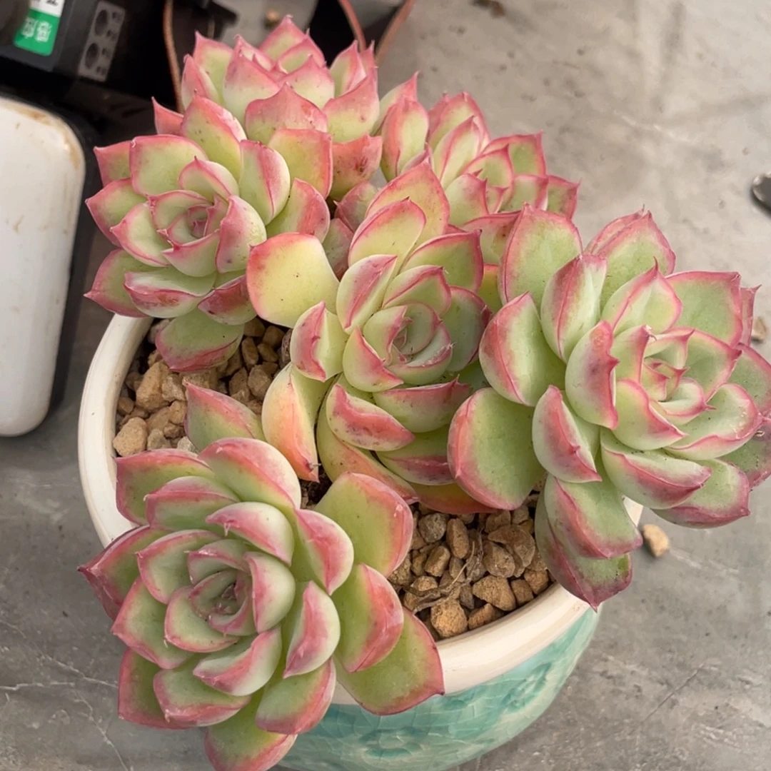 月影杂大群生13公分以上