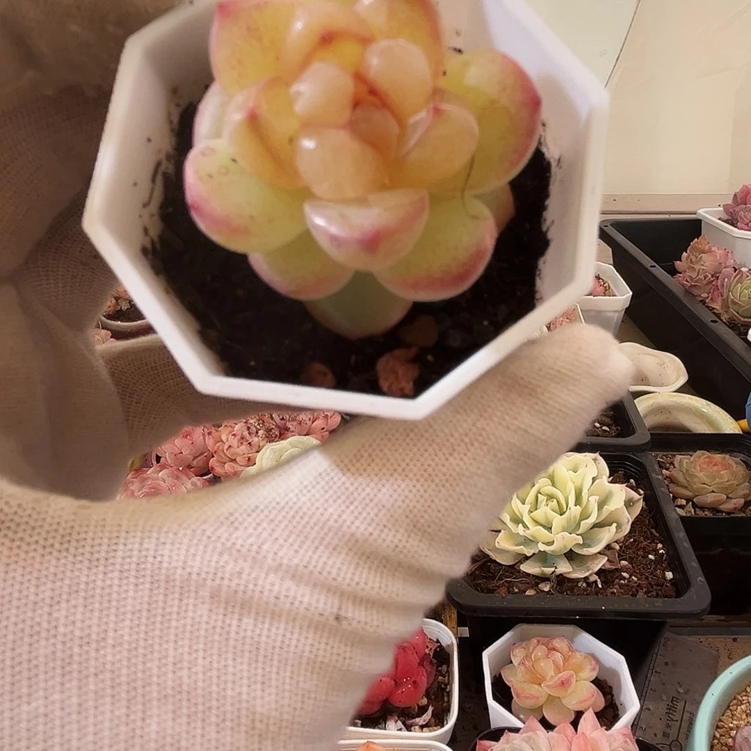 恶魔之泪一物一拍