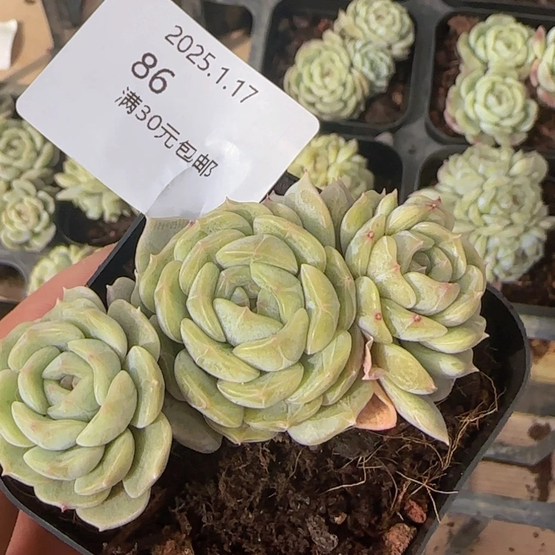 白色恋人三头一颗脱土