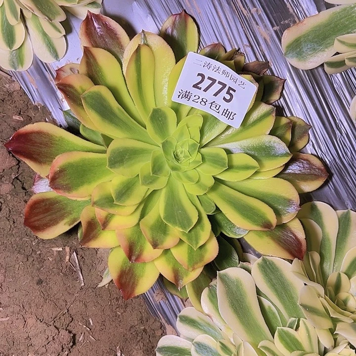 2775青萌多肉植物2号