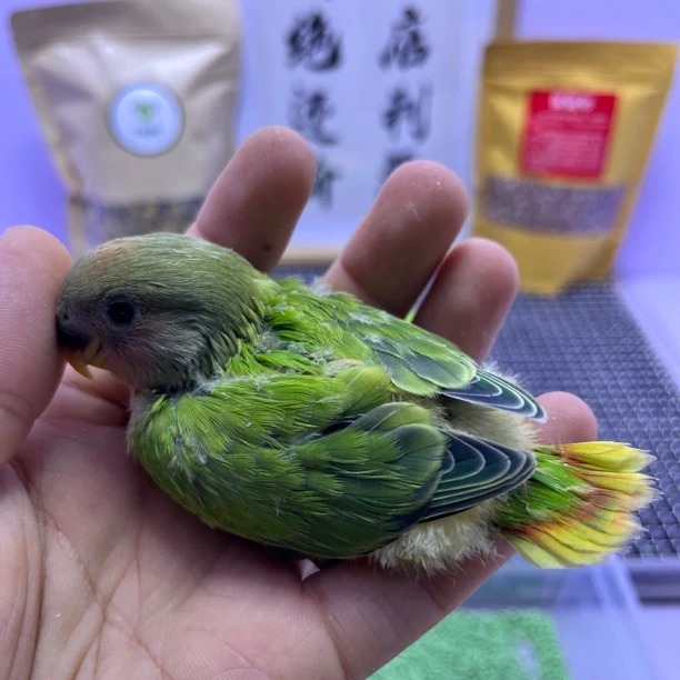 精品红头绿闪公K98520-桃面鹦鹉