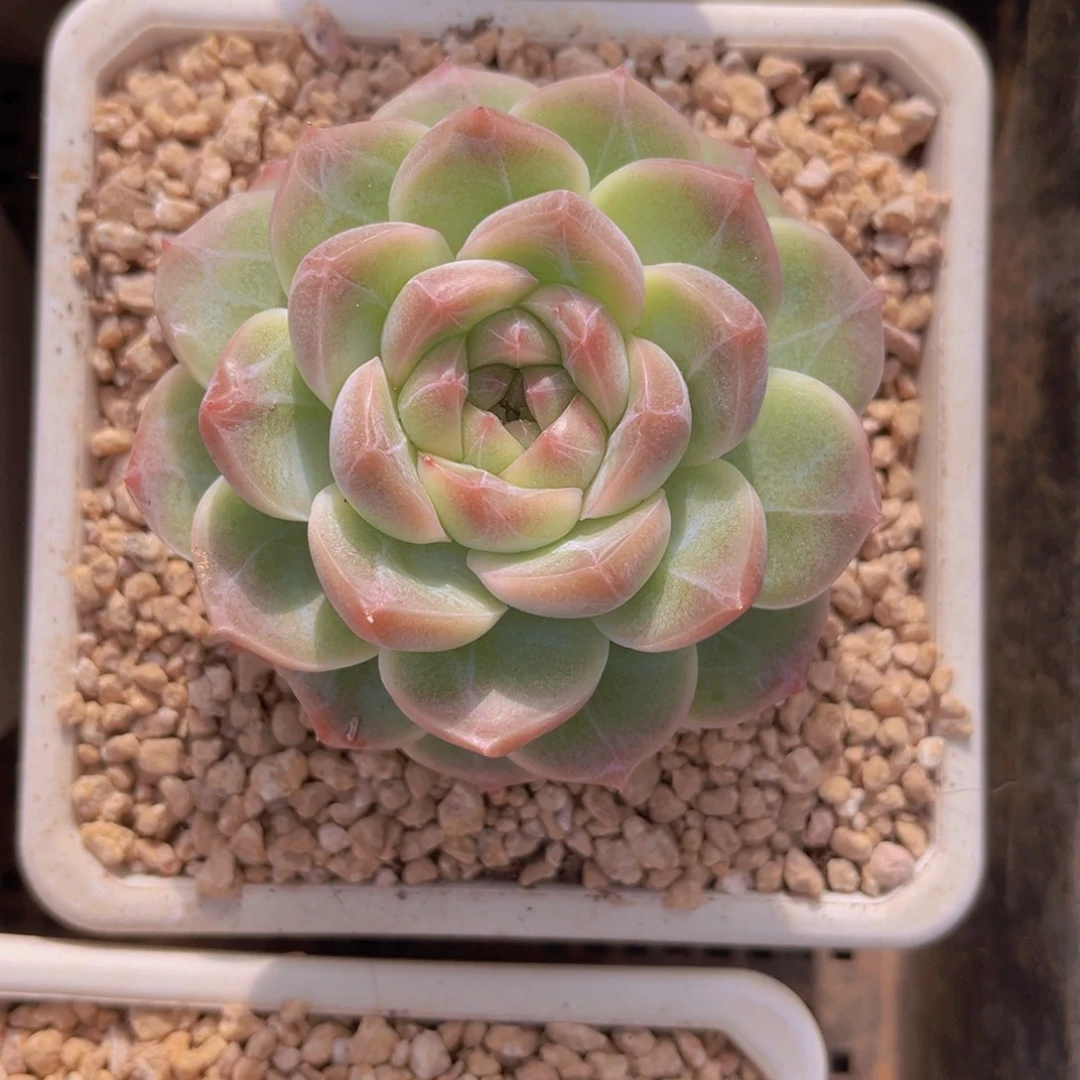 暗纹8.8公分99999999999