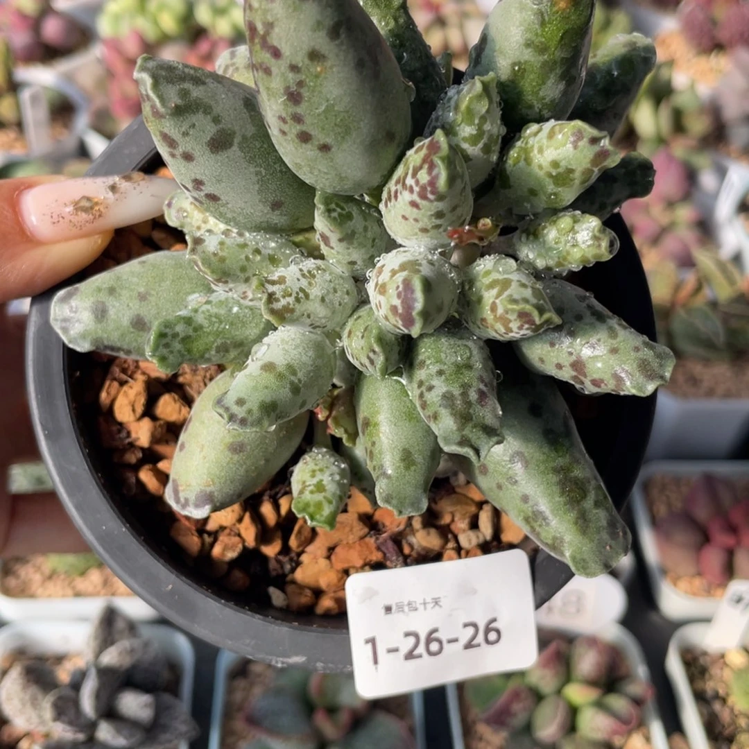 反*序       海豹。