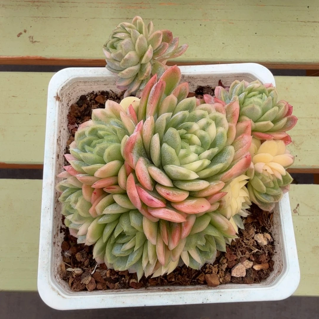 冰梅锦群锦上园艺一物一拍