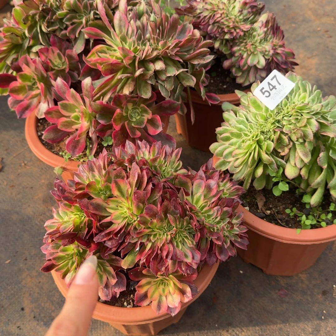 547四颗组合缀化多肉植物满28包邮