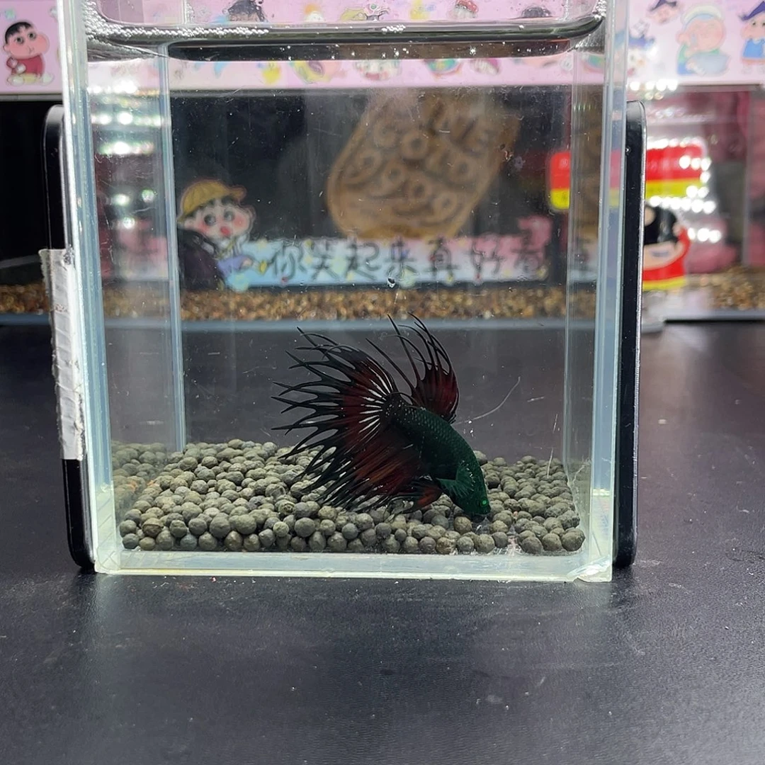 斗鱼85号929早绿毒