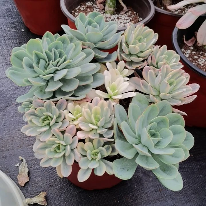 酸橙柠檬白覆轮锦群