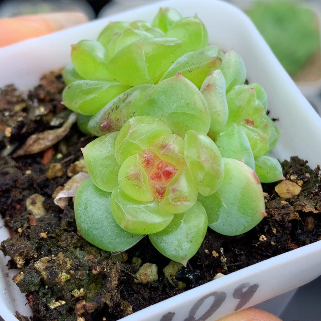 58包邮  群生不包整甜心55