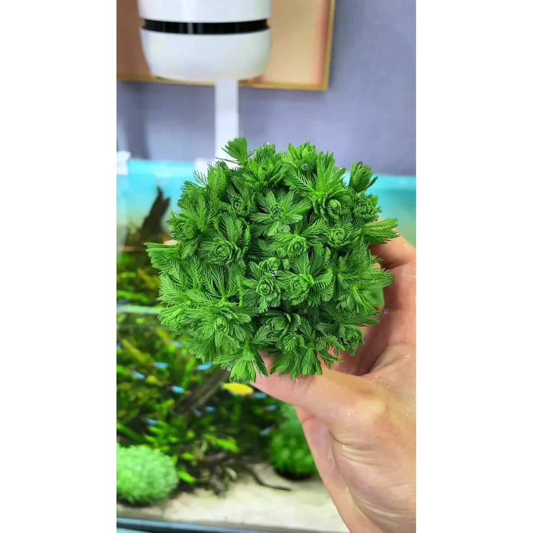 狐尾草羽毛宝塔鱼缸新手懒人真草增氧阴性净化水质后景造景水草