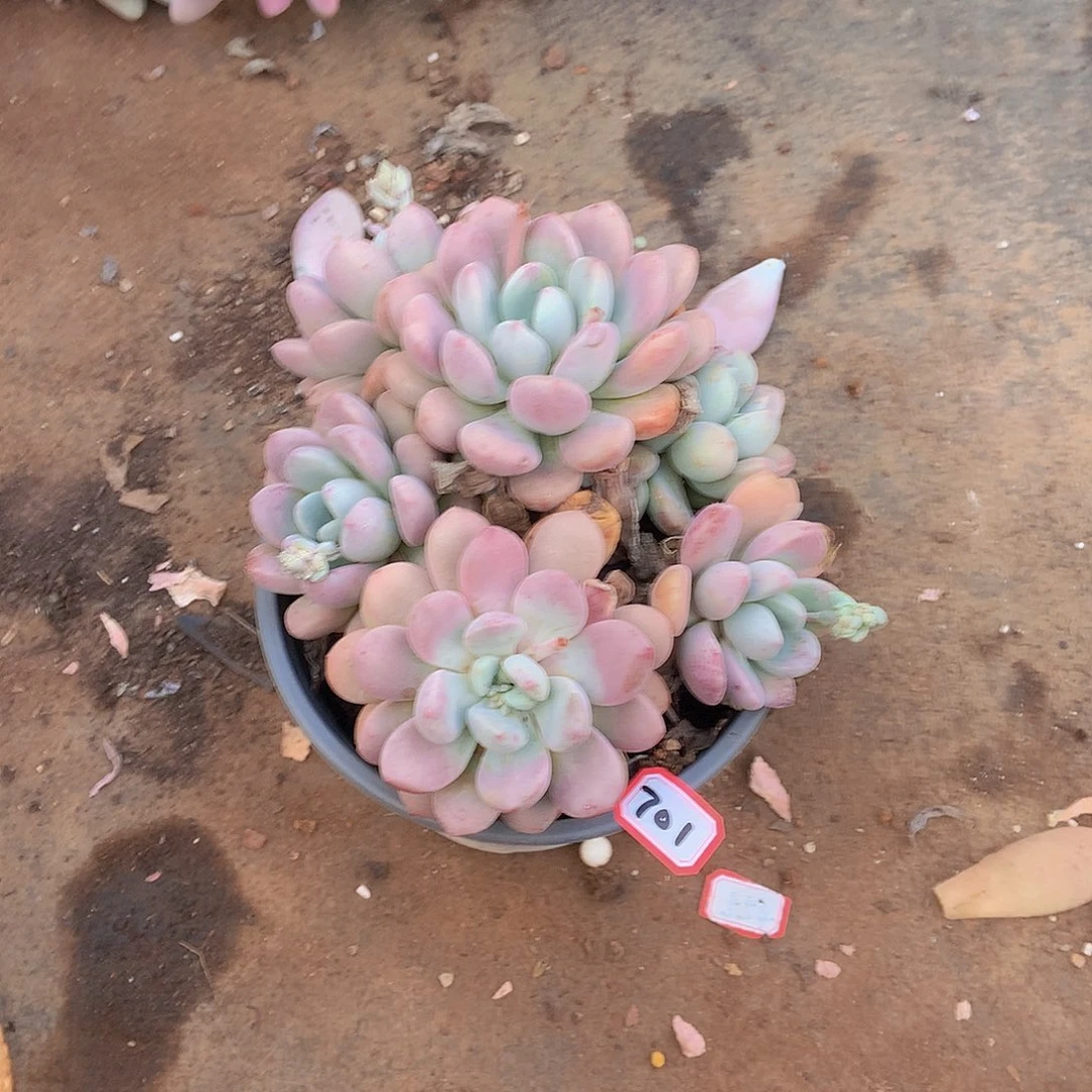 九号一物一拍多肉701白鹭